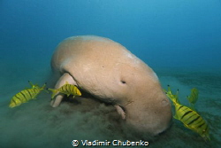 dugong is having lunch by Vladimir Chubenko 